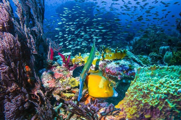 Grenada Full-Day Snorkel & Sunset Cruise to Molinere Underwater Sculpture Park photo 4