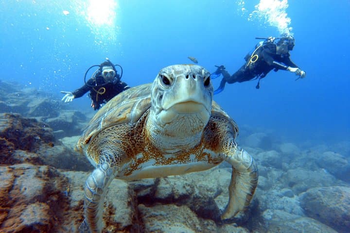 PADI Open Water Course in Costa Adeje: 4-Day Open Water Diver Certification in Tenerife photo 2
