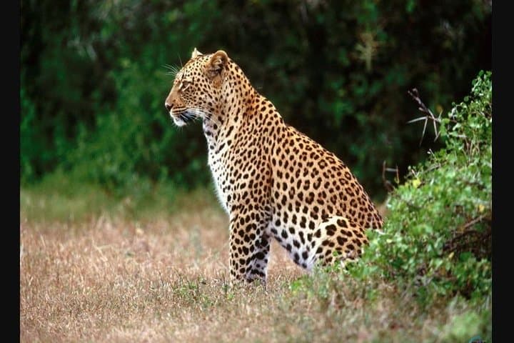 Full-Day Hluhluwe–Imfolozi Safari from Durban: Big Five & Rhino Conservation photo 3