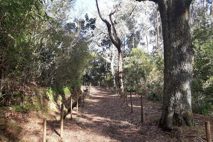 Levada Caminho para Todos: Easy Half-Day Guided Walk from Pico das Pedras to Queimadas