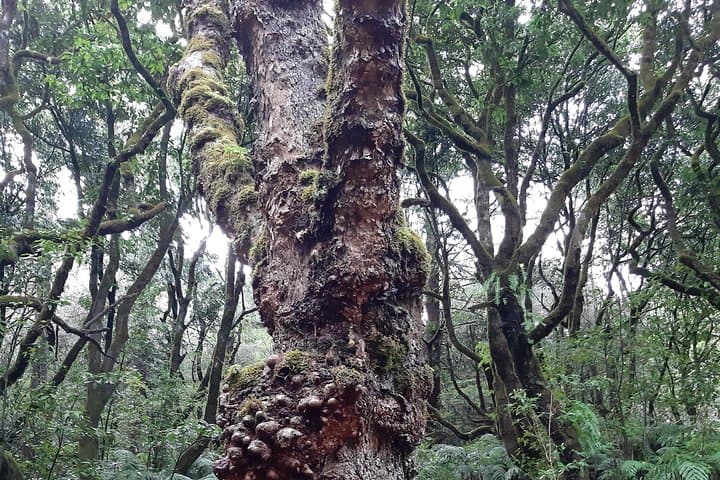 Levada Caminho para Todos: Easy Half-Day Guided Walk from Pico das Pedras to Queimadas photo 4