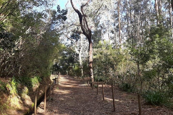 Levada Caminho para Todos: Easy Half-Day Guided Walk from Pico das Pedras to Queimadas photo 5