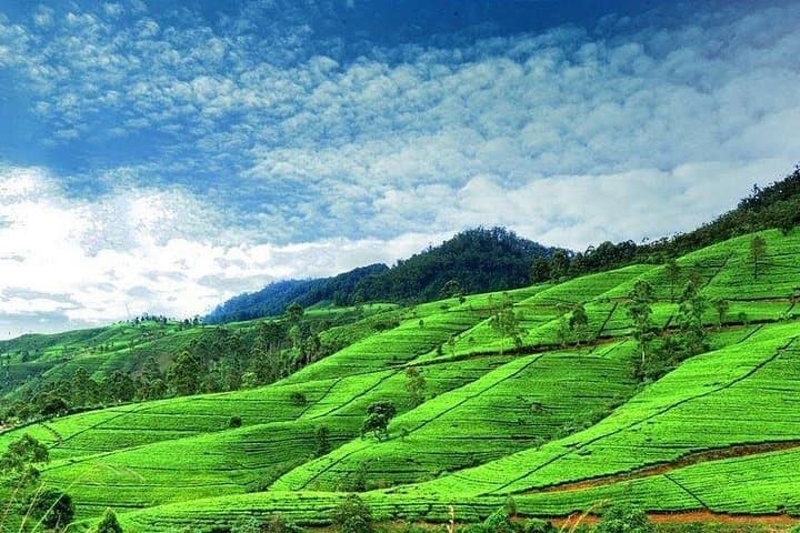6-Day Sri Lanka Private Tour — Sigiriya, Kandy, Tea Country & Waterfalls photo 3