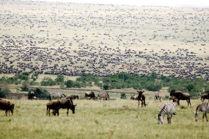 5-Day Great Wildebeest Calving Safari: Ndutu & Southern Serengeti Calving Season photo 3