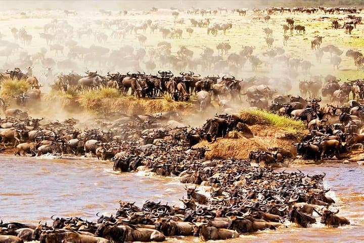 5-Day Great Wildebeest Calving Safari: Ndutu & Southern Serengeti Calving Season photo 4