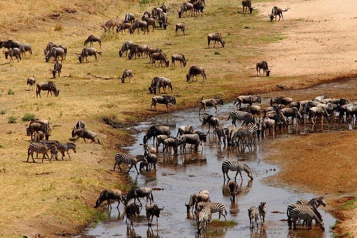 5-Day Great Wildebeest Calving Safari: Ndutu & Southern Serengeti Calving Season photo 6