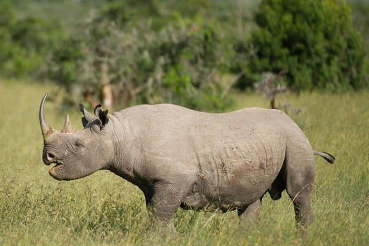 3-Day Ol Pejeta Conservancy Safari — Chimp Sanctuary, Black Rhino & Big Five Game Drives
