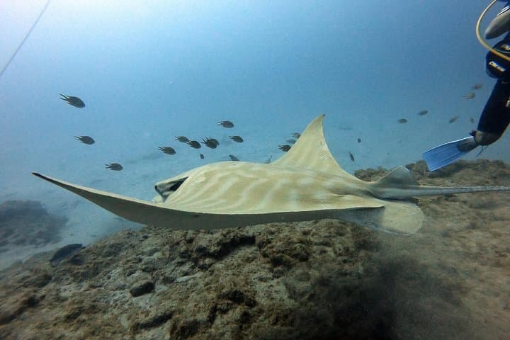 PADI Open Water Course in Costa Adeje: 4-Day Open Water Diver Certification in Tenerife photo 3