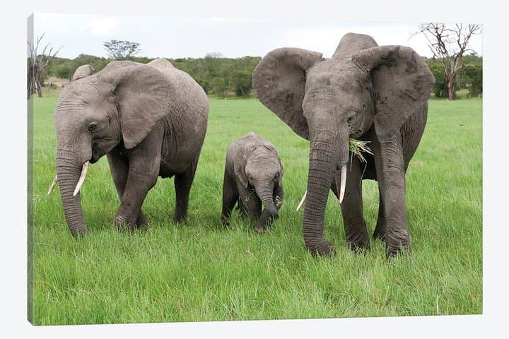 3-Day Ol Pejeta Conservancy Safari — Chimp Sanctuary, Black Rhino & Big Five Game Drives photo 4