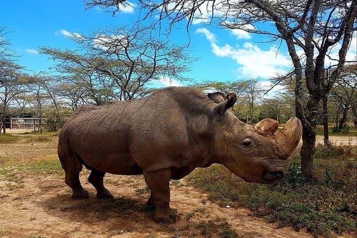 3-Day Ol Pejeta Conservancy Safari — Chimp Sanctuary, Black Rhino & Big Five Game Drives photo 5
