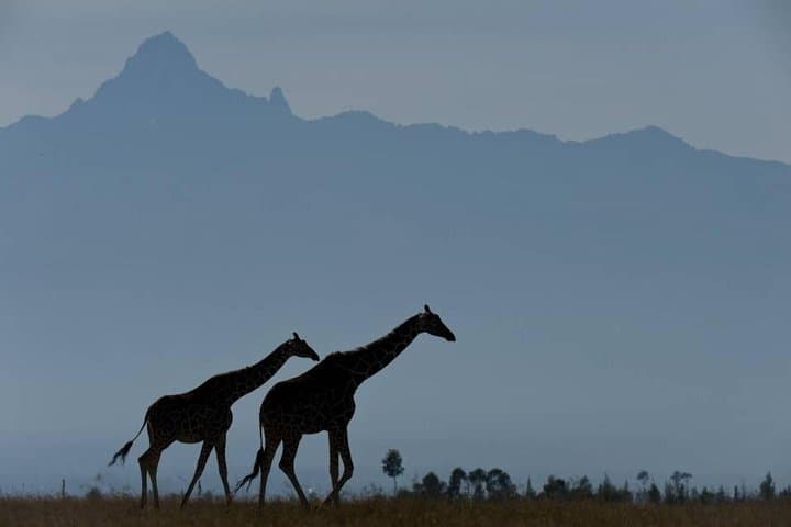3-Day Ol Pejeta Conservancy Safari — Chimp Sanctuary, Black Rhino & Big Five Game Drives photo 6