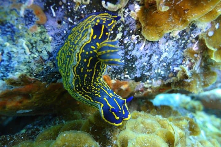 PADI Open Water Course in Costa Adeje: 4-Day Open Water Diver Certification in Tenerife photo 6