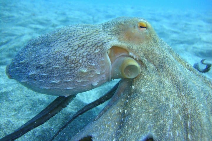 PADI Scuba Diver Course in Costa Adeje — Learn to Dive in Tenerife photo 5