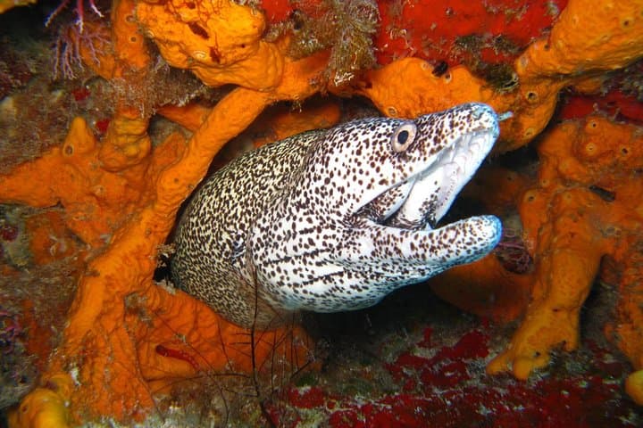 PADI Open Water Course in Costa Adeje: 4-Day Open Water Diver Certification in Tenerife photo 4