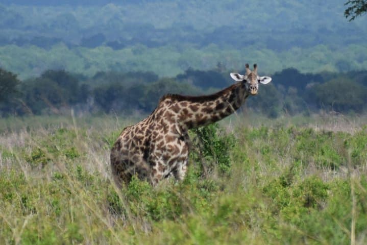 3-Day Safari to Mikumi & Udzungwa: Mikumi Game Drives and Sanje Falls Hike photo 4