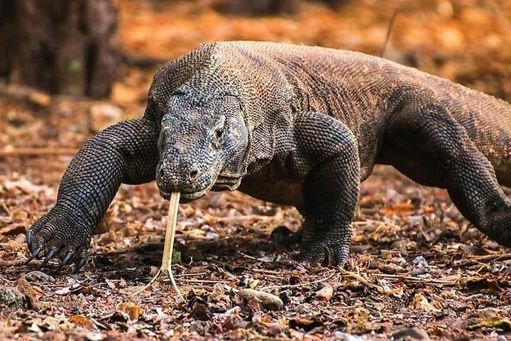 1-Day Komodo Private Fast-Boat: Padar, Komodo Dragons, Pink Beach & Mantas