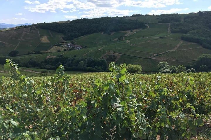 Full-Day Beaujolais Crus Wine Tour from Lyon: Tastings in Rolling Vineyards photo 3