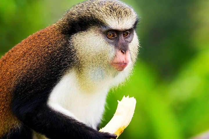 Hike Grand Etang National Park: Small-Group Rainforest Trek & St. Margaret's Waterfalls, Grenada photo 3