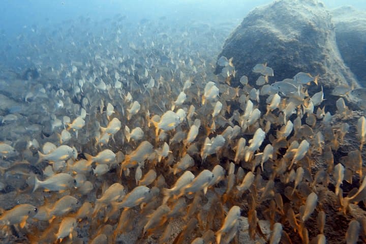 PADI Scuba Diver Course in Costa Adeje — Learn to Dive in Tenerife photo 6