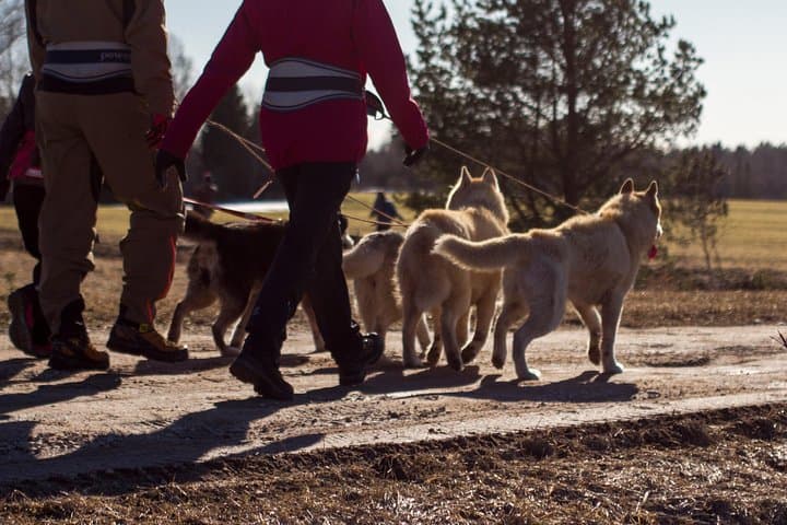 Cani-Cross at Kõrvemaa: Husky Park Hike from Tallinn photo 2