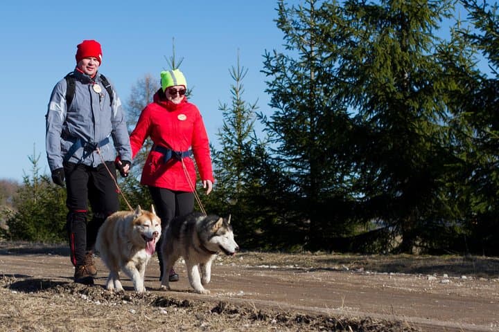 Cani-Cross at Kõrvemaa: Husky Park Hike from Tallinn photo 3