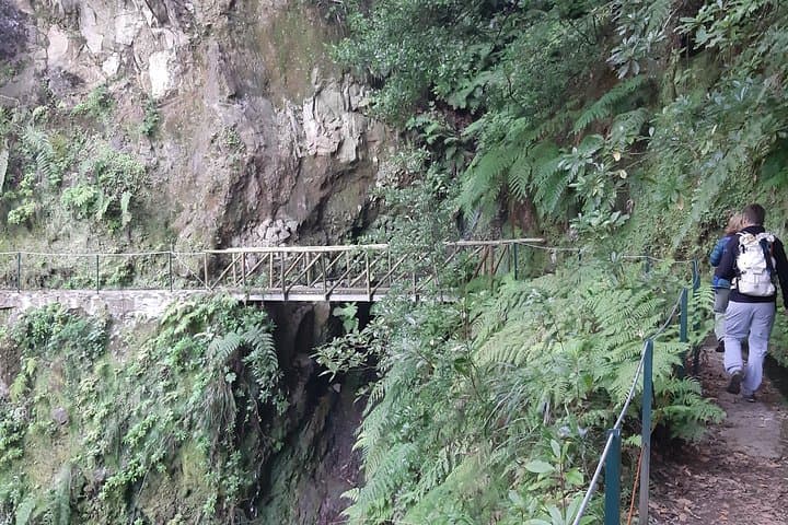 Levada dos Cedros to Fanal: VIP Walk Through Madeira's Ancient Cedars
