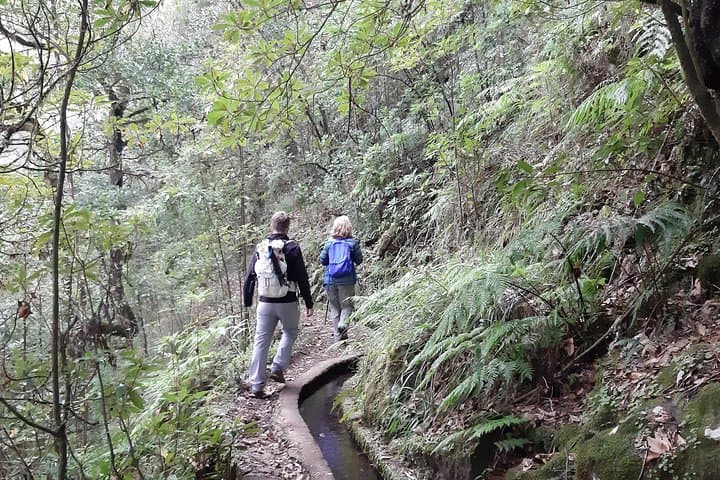 Levada dos Cedros to Fanal: VIP Walk Through Madeira's Ancient Cedars photo 2