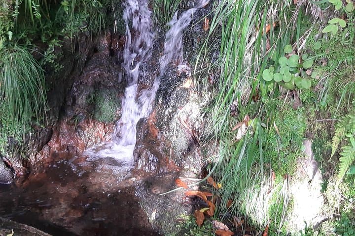 Levada dos Cedros to Fanal: VIP Walk Through Madeira's Ancient Cedars photo 3