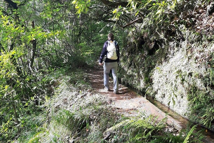 Levada dos Cedros to Fanal: VIP Walk Through Madeira's Ancient Cedars photo 4