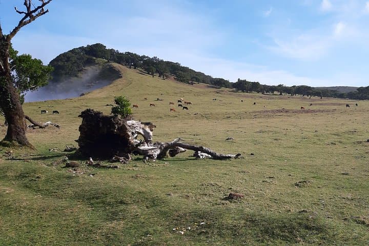 Levada dos Cedros to Fanal: VIP Walk Through Madeira's Ancient Cedars photo 5