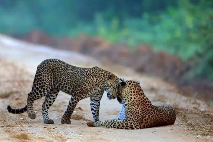 Wilpattu Leopard Safari from Negombo: All-Inclusive Day Tour