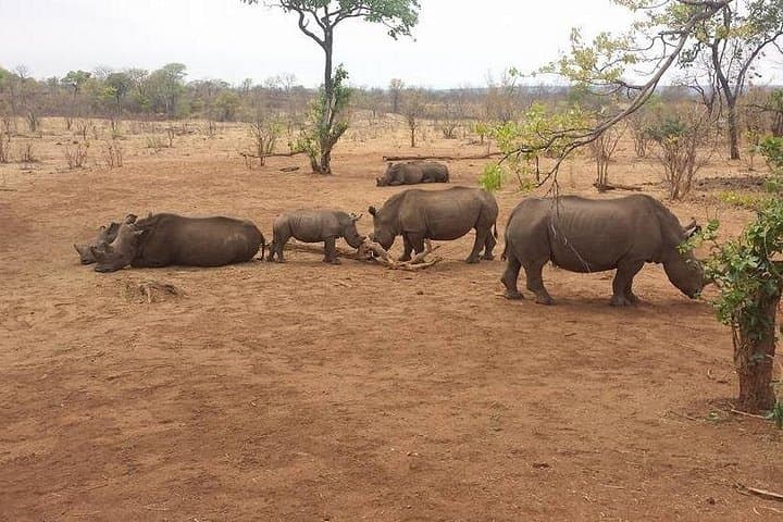 Game Drive and Rhino Viewing Safari in Mosi Oa Tunya National Park photo 3