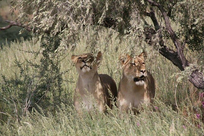 Chobe Day Trip from Livingstone — Chobe River Cruise & Afternoon Game Drive photo 2