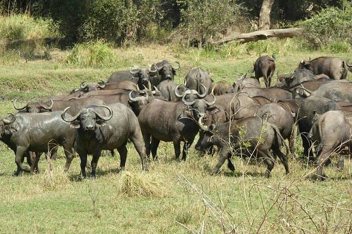 Game Drive and Rhino Viewing Safari in Mosi Oa Tunya National Park photo 2