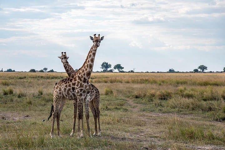 Game Drive and Rhino Viewing Safari in Mosi Oa Tunya National Park photo 4