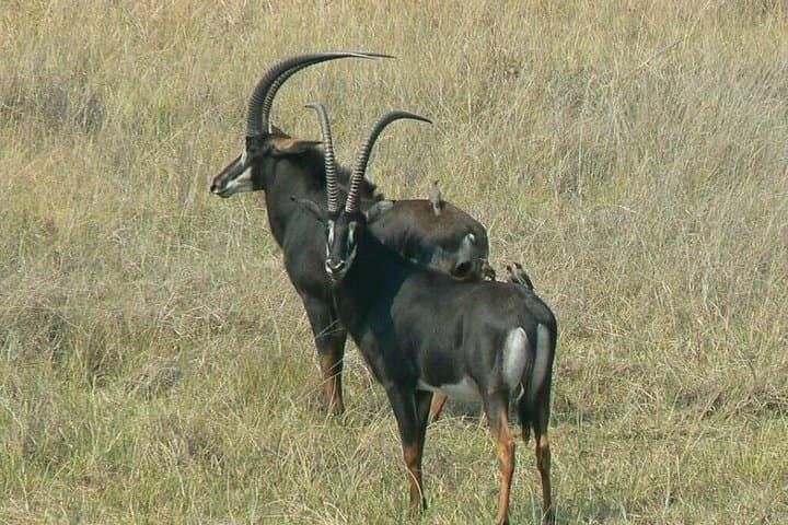 Chobe Day Trip from Livingstone — Chobe River Cruise & Afternoon Game Drive photo 4