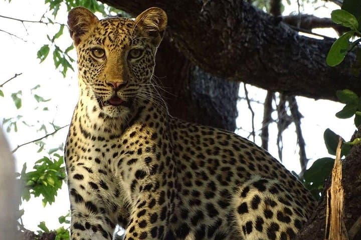 Chobe Day Trip from Livingstone — Chobe River Cruise & Afternoon Game Drive