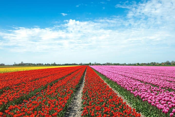 Amsterdam Tulip Fields of Holland Tour — Small-Group Spring Bulb Experience