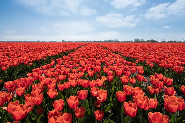 Amsterdam Tulip Fields of Holland Tour — Small-Group Spring Bulb Experience photo 4