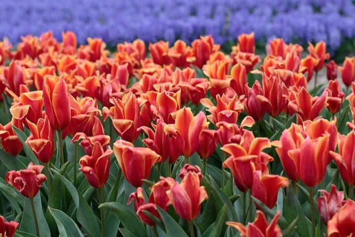 Amsterdam Tulip Fields of Holland Tour — Small-Group Spring Bulb Experience photo 6