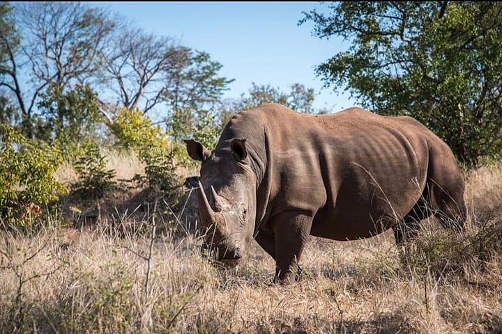 Private Game Drive & Rhino Walk Safari at Mosi-oa-Tunya (Livingstone) photo 1