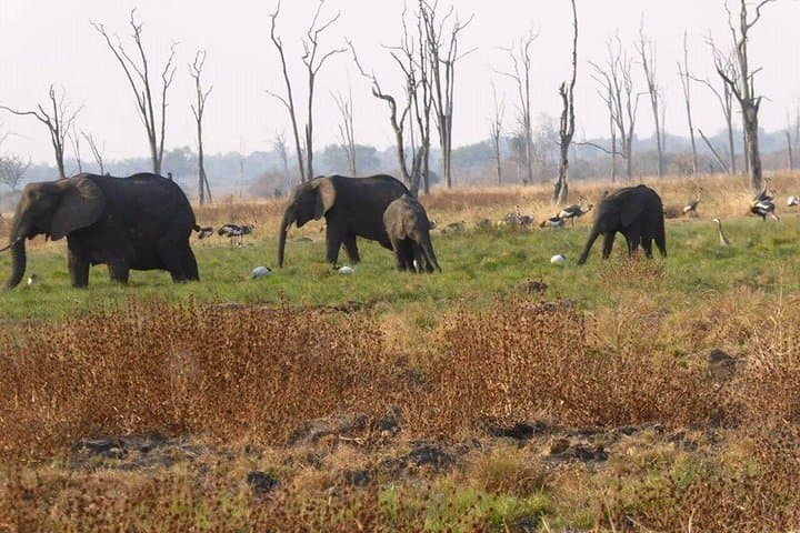 Chobe Day Trip from Livingstone — Chobe River Cruise & Afternoon Game Drive photo 3