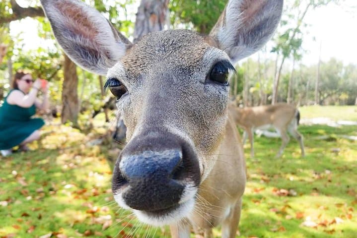 Exploring the Florida Keys: A Nature and History Tour from Key West