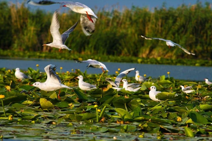 2-Day Danube Delta & Black Sea Tour from Bucharest: Birds, Canals and Coastal History photo 5