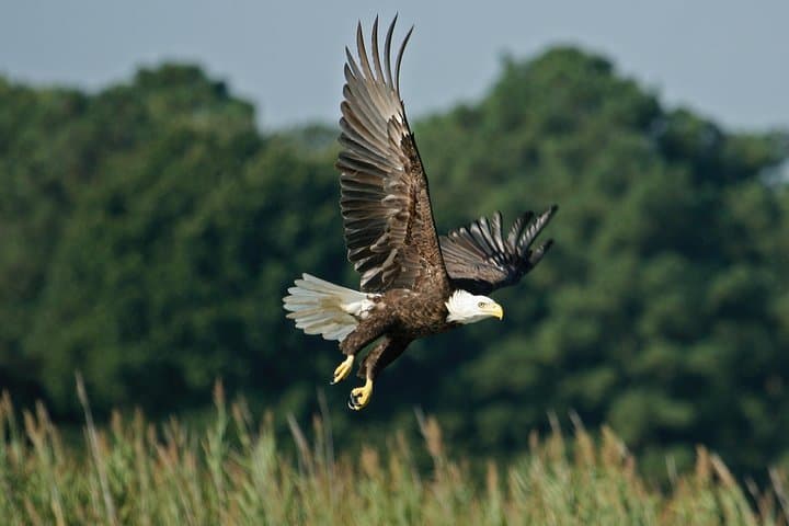 One-Hour Airboat Ride Near Orlando — Everglades Airboat Wildlife Cruise photo 3