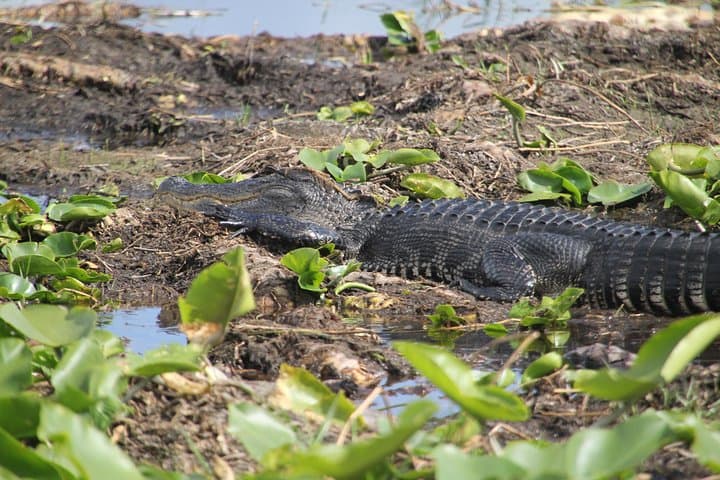 One-Hour Airboat Ride Near Orlando — Everglades Airboat Wildlife Cruise photo 4