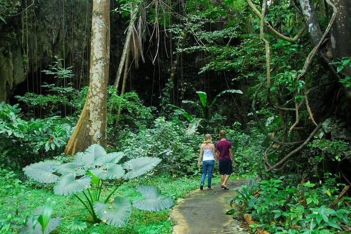 Green Monkey Time: Barbados Wildlife Reserve & Welchman Hall Gully Guided Walk photo 3
