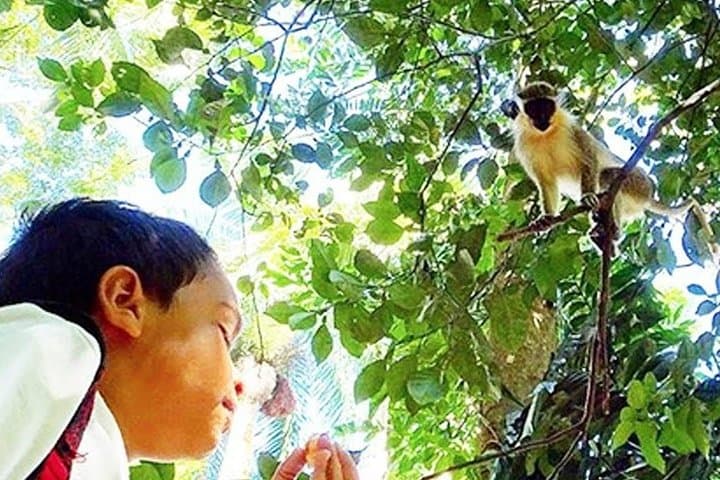 Green Monkey Time: Barbados Wildlife Reserve & Welchman Hall Gully Guided Walk photo 4