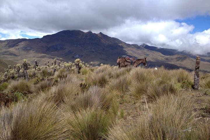 Paramo de Romerales: Two-Day High-Altitude Trek from Salento photo 4