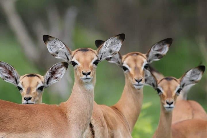 Chobe Day Trip from Livingstone — Chobe River Cruise & Afternoon Game Drive photo 5